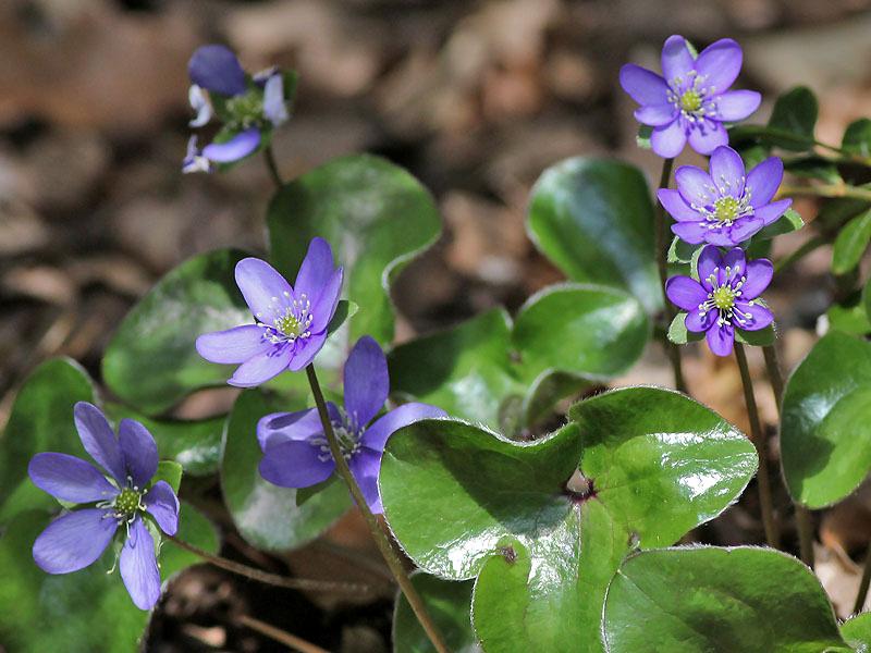 Leverbloem